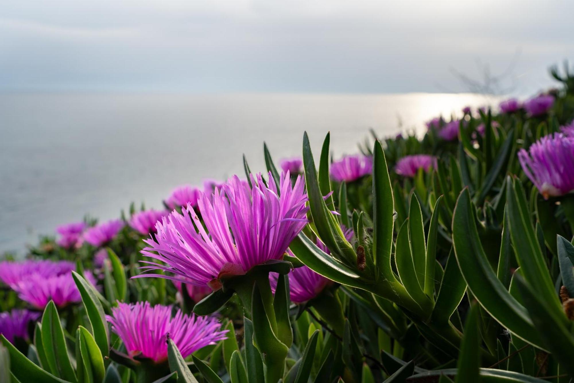 Sunshine House Offering Spectacular Views To Olymp A Appartement Nea Iraklia Buitenkant foto